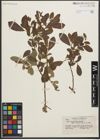Foto von Salix scouleriana Barratt ex Hook.